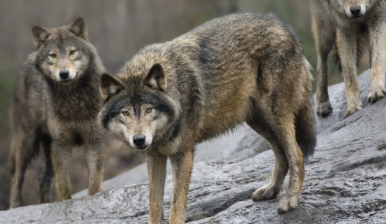 Sweden allows nearly 10% wolf to be killed