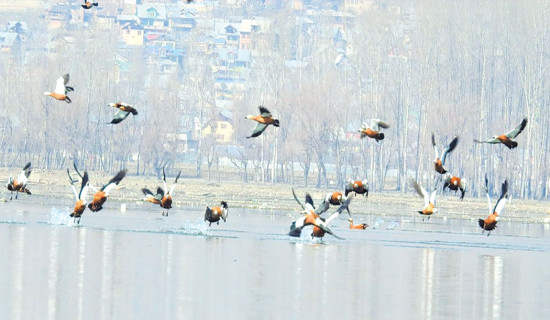 Annual census of water birds begins nationwide