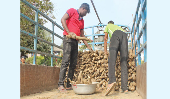 Farmers, traders busy digging  yams ahead of Maghe Sankranti