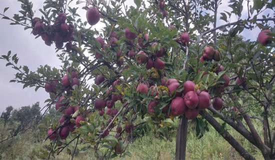 Karnali to expand apple cultivation area