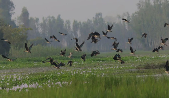 Fewer aquatic birds spotted around Narayani, Rapti rivers along CNP