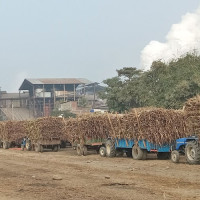 Banana farmers incur loss from recent flooding in Sunsari