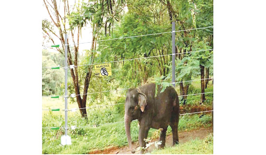 Special plan needed to curb wild elephant rampage