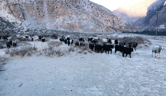 Sheeps and mountain goats grazing in Mustang