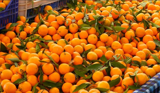 Kathekhola produces orange worth Rs 54 million