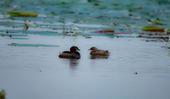 Marul birds immersed in water sports