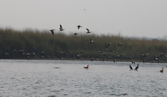 55 species of birds recorded in wetlands of east Chitwan