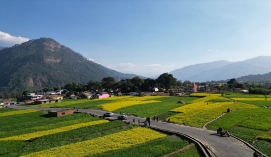 Mustard field of Ratnechaur