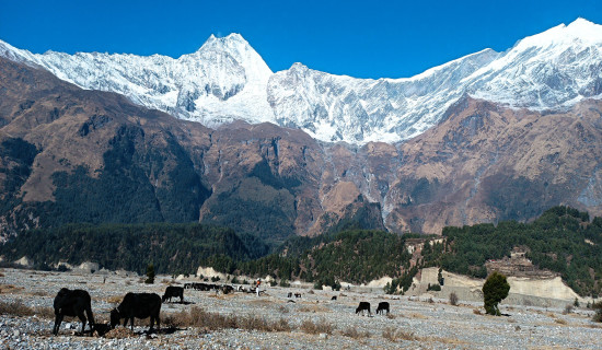 Cattle grazing at Sirkung of Mustang