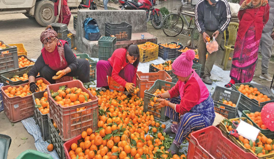 Devghat farmers earn Rs. 30 million from orange sale