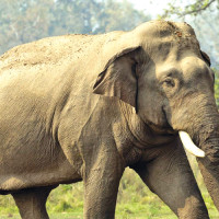 56 people killed in wild elephant attacks in 10 years