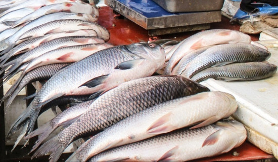 Production of fish, milk up in Madhes Province