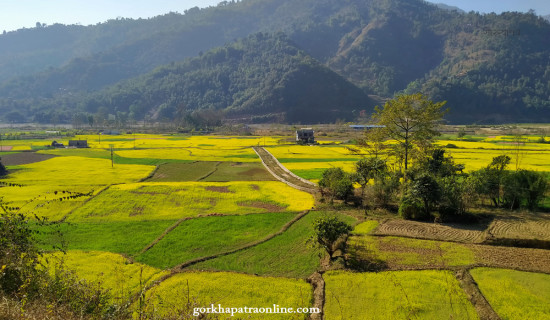 Mustard field of Bheerkot