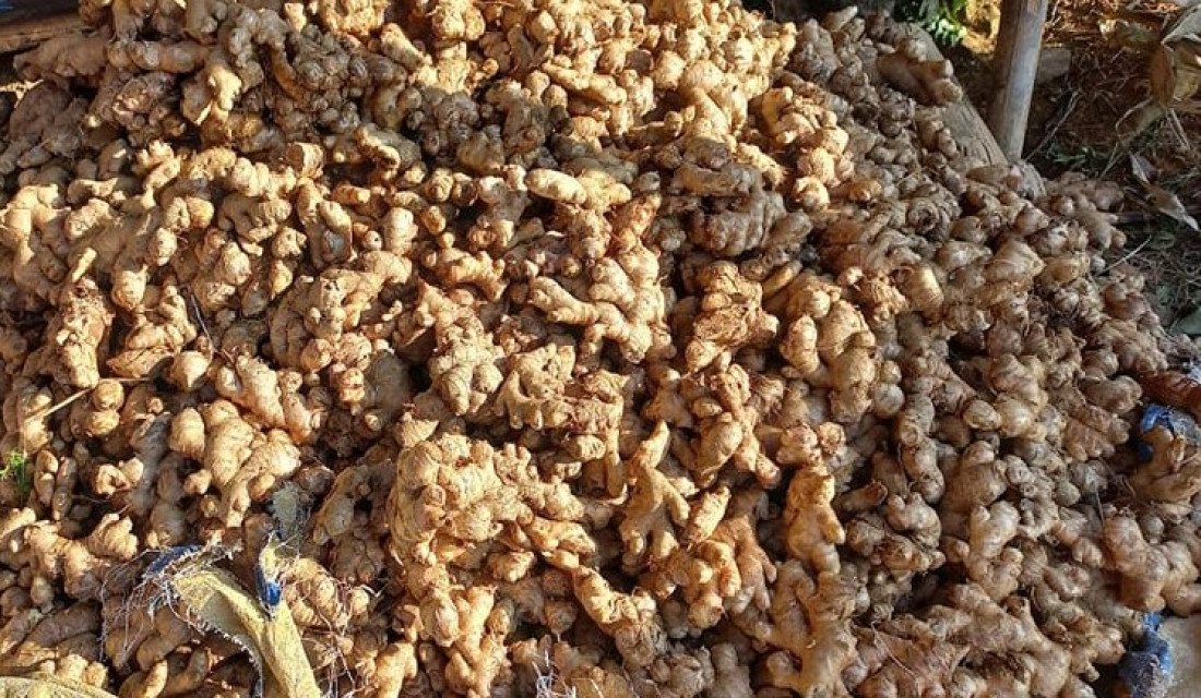 Ginger sale up in Triveni rural municipality