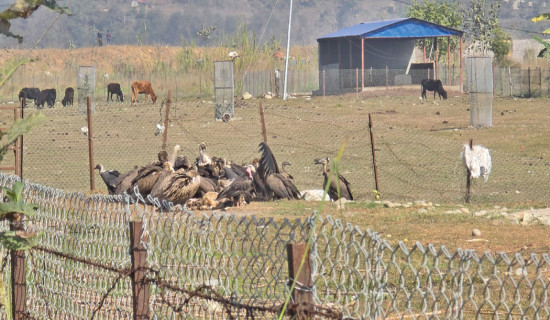 Tanahun Hydropower builds resting place  to protect vultures