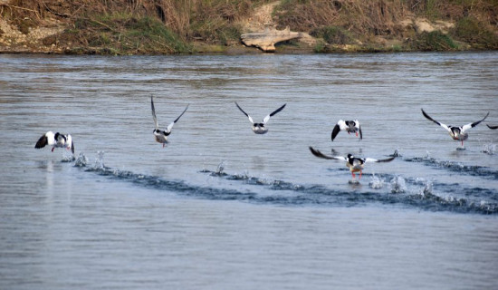 20 species of birds recorded during survey in Banke