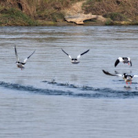 Acid use behind death of fishes