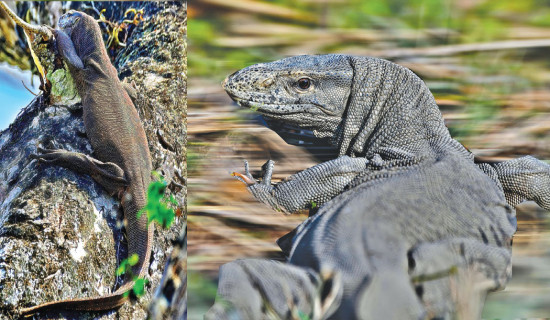 Status Of The Bengal Monitor Lizard