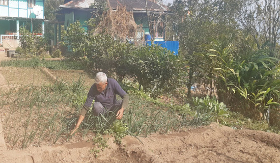 Farmers taking to onion cultivation for income potential