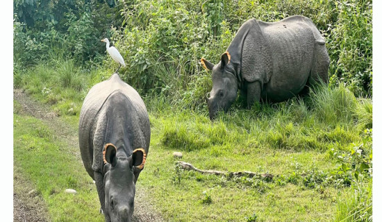 Relocation of Rhinos in Chitwan National Park starts today