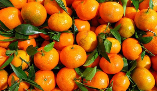 Over 9,000 metric tons of orange produced in Palpa