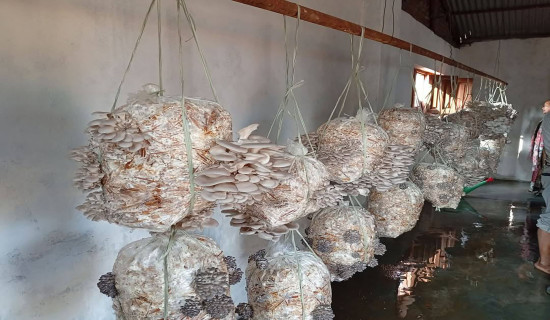 Mushroom farm