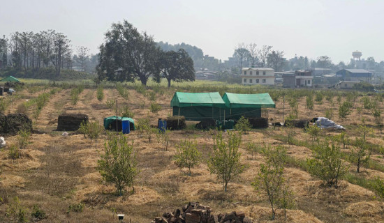 Lohani, a civil engineer, finds his calling in commercial lemon farming