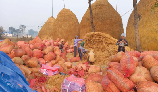 Ward chairman Moktan’s dedication  to Agriculture