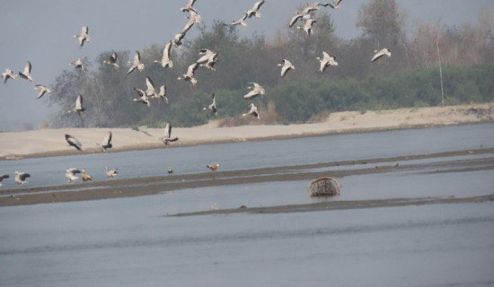 9,250 birds of 76 species found in Koshi Tappu