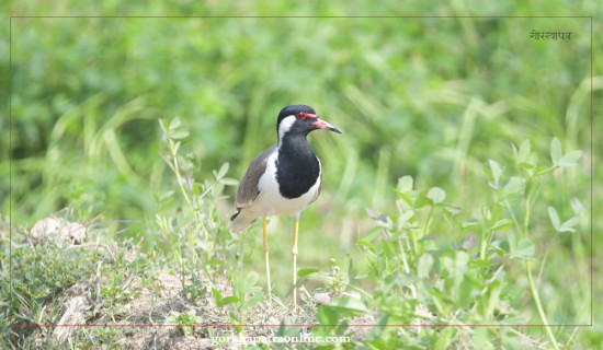 Red-wattled lapwing in search of fodder