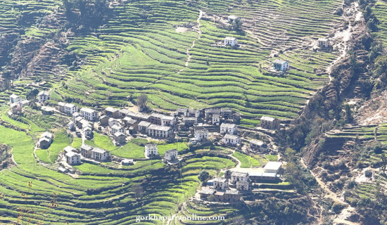 Greenery of pasture