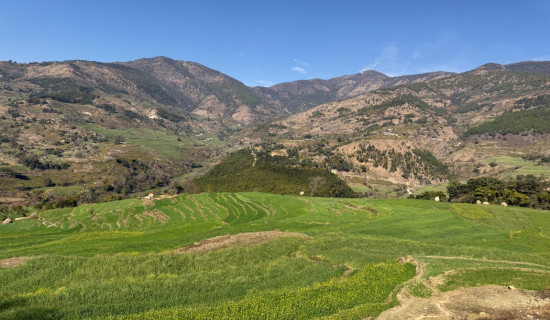 Greenery of pasture