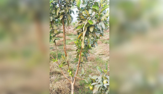 Agrawal's fruitful commercial guava farming in Morang