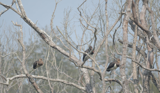 Black Stork