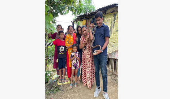 Morang man rescues 1,200 snakes in eight years