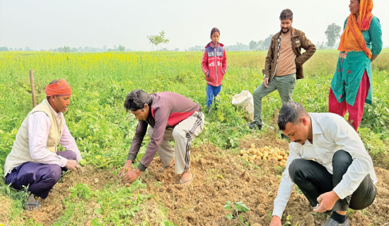 Rupandehi farmers turn to commercial potato farming