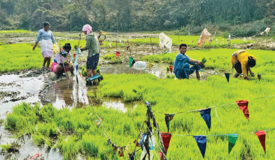 Farmers in Nawalpur busy in  planting Chaite dhan