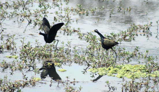 2,500 water birds recorded in Kailali