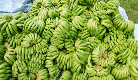 Indian banana import affects Nepal's market