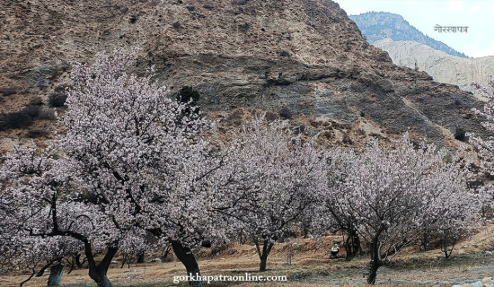 Flower blooming in fruit garden