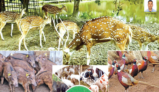 Animal Husbandry At Risk 