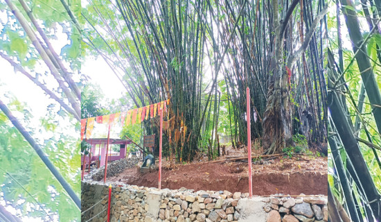 First National Bamboo Conference underway