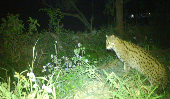 Dwindling population puts fishing cat in crisis