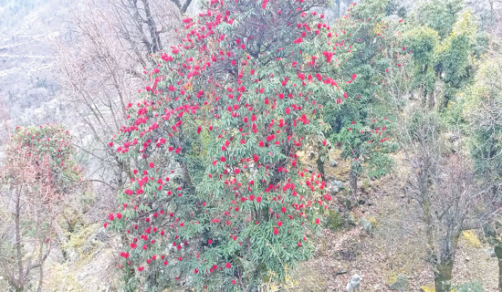 Rhododendrons in full bloom across Bajura forests