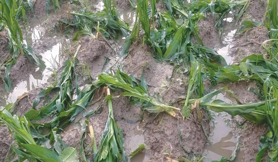 Collection of details on damage in agriculture underway