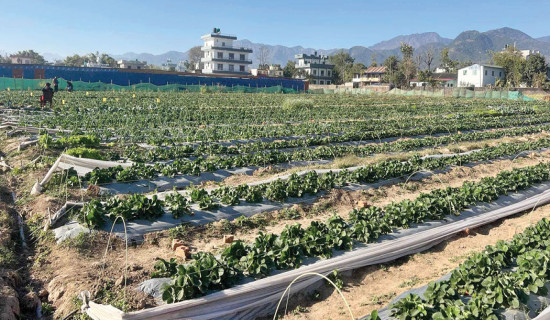 Youth in Dang proves strawberry venture is juicy