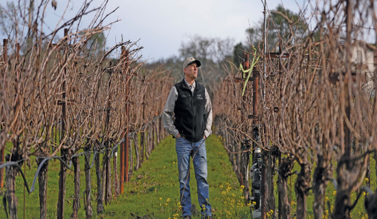 AI technology makes its way to vineyards