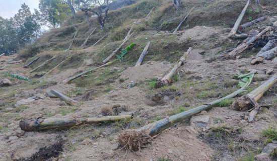 Banana cultivated in barren land