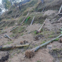 Gharial counting begins