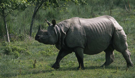 Rhino census halted due to funding shortage